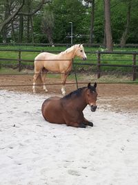 Erik Brouwer GHP-stables rijbaan onderhoud